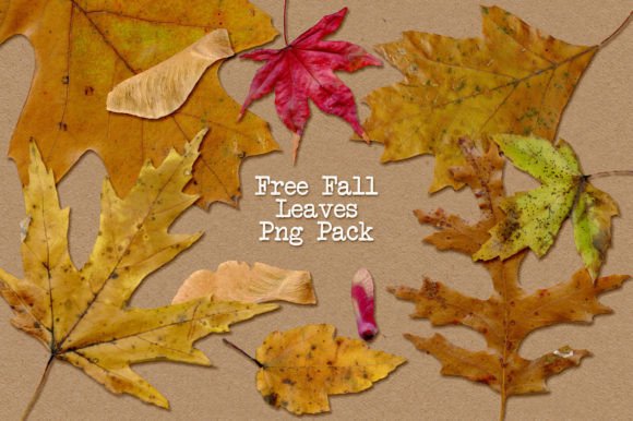 Download Free Fall Leaves Png Pack - Fall leaves png Collection